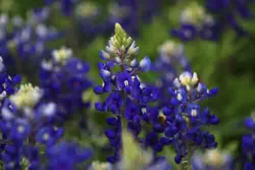 Bluebonnet flowers Austin funeral home